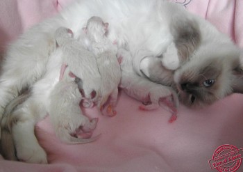 flore et ses chatons - 1 jour - Chatterie Ragdolls du Val de Beauvoir